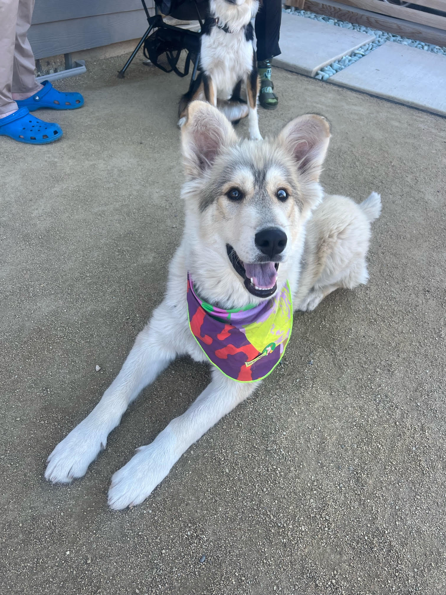 dog-image