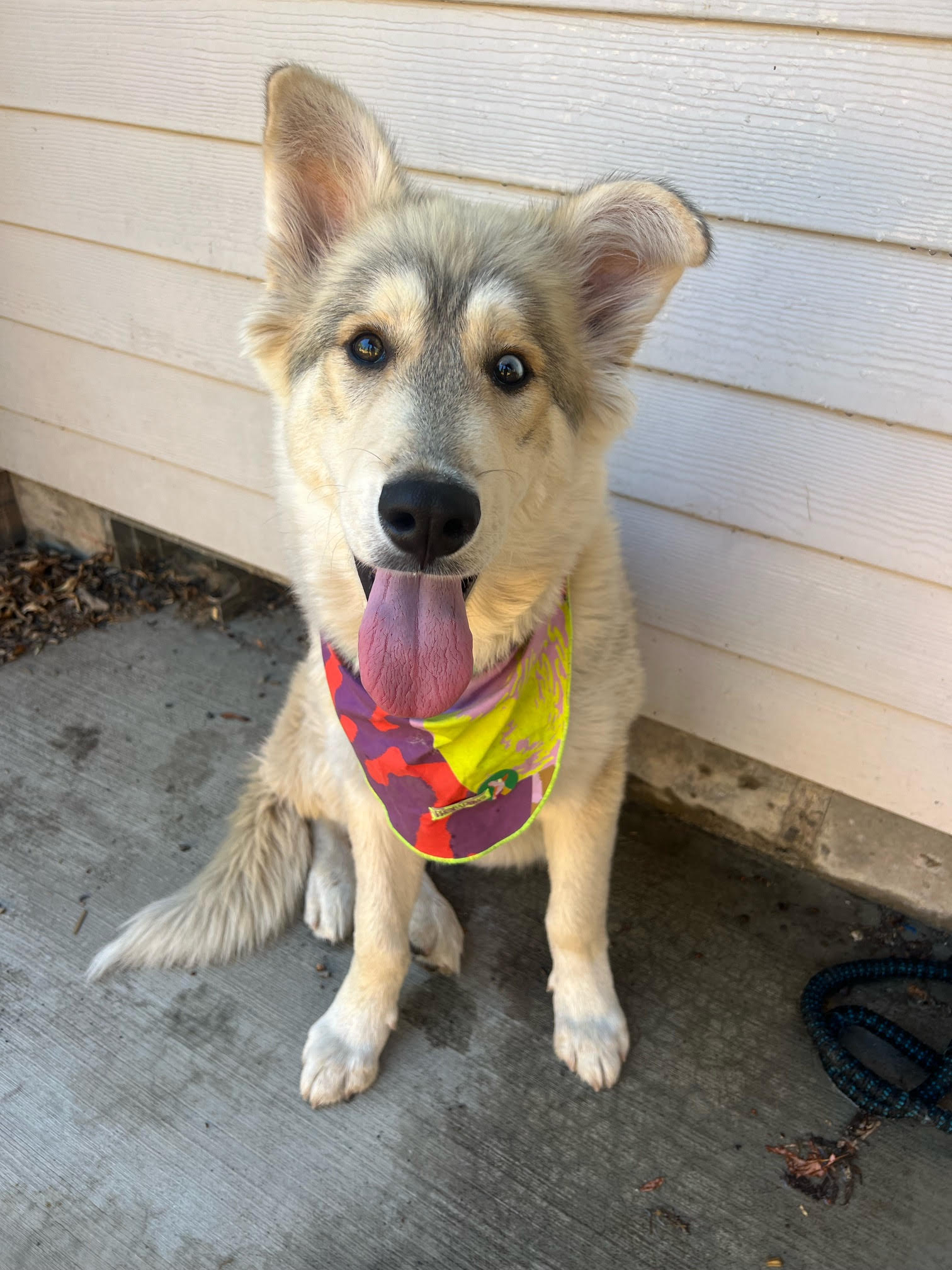 dog-image