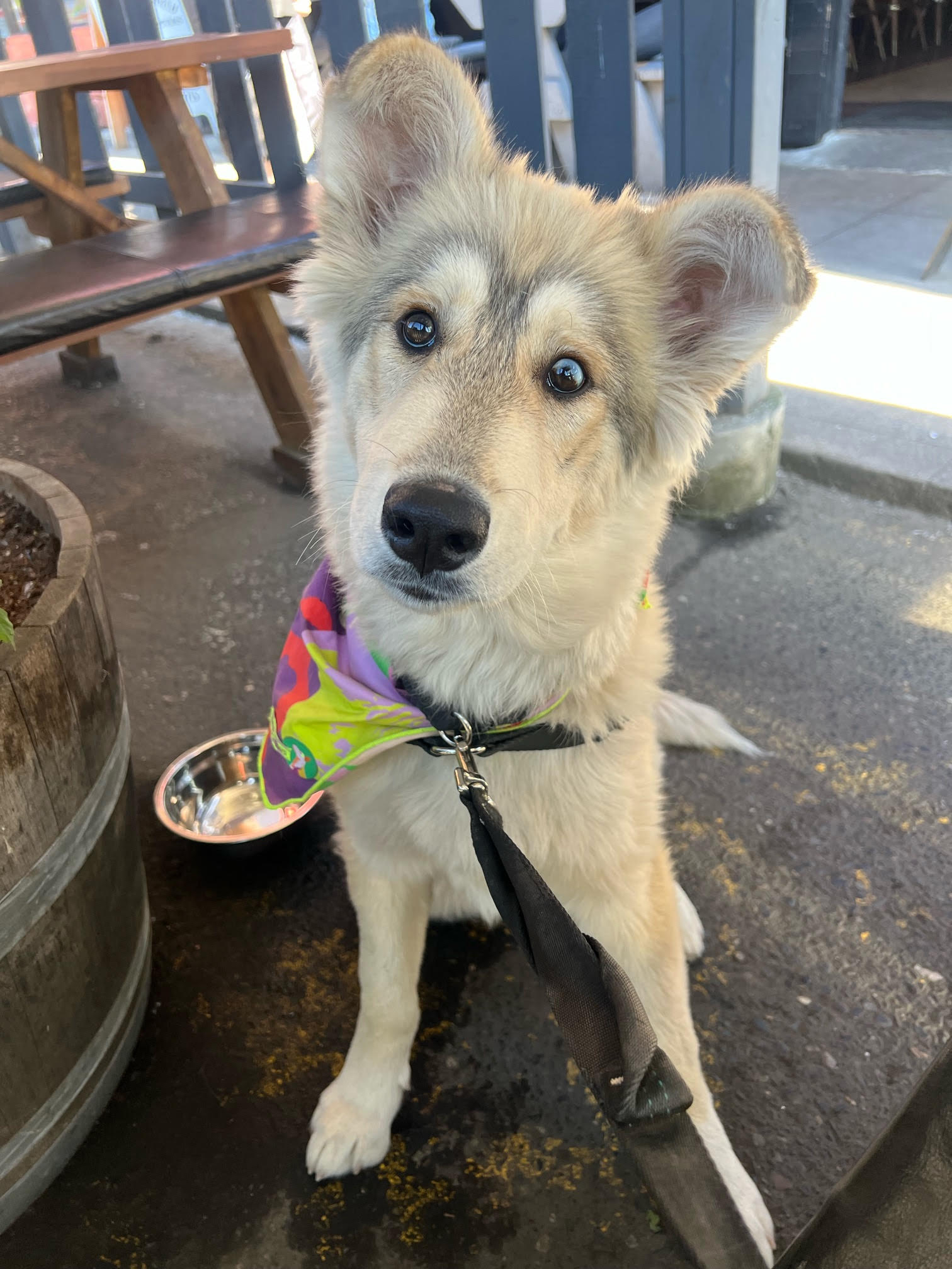 dog-image
