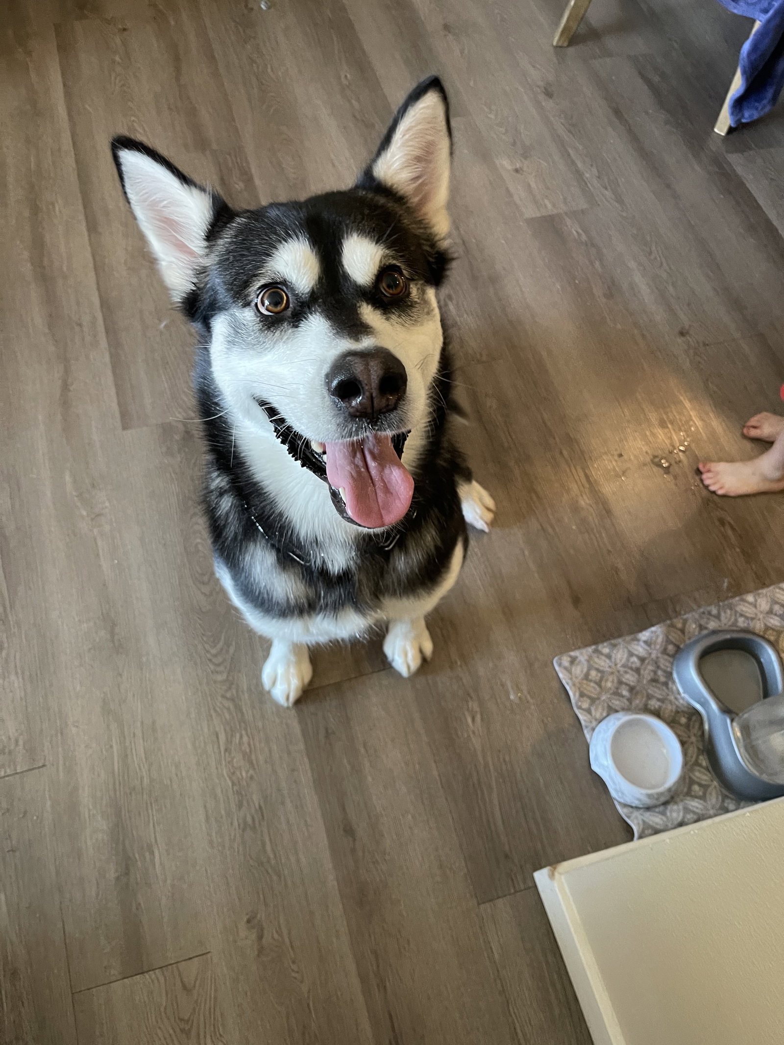 dog-image
