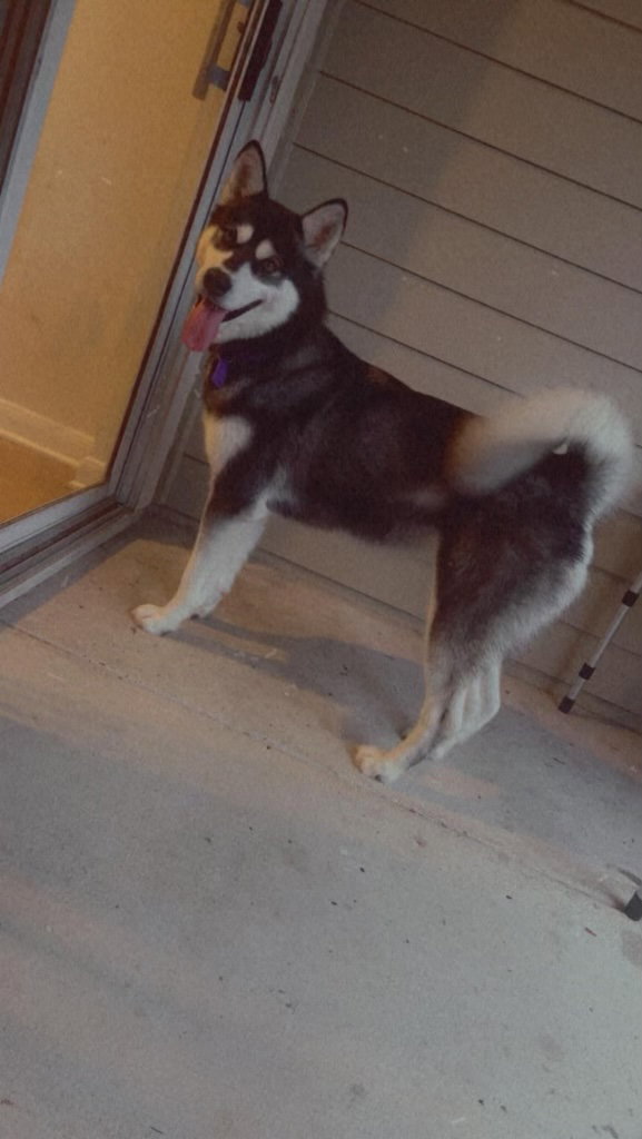 dog-image