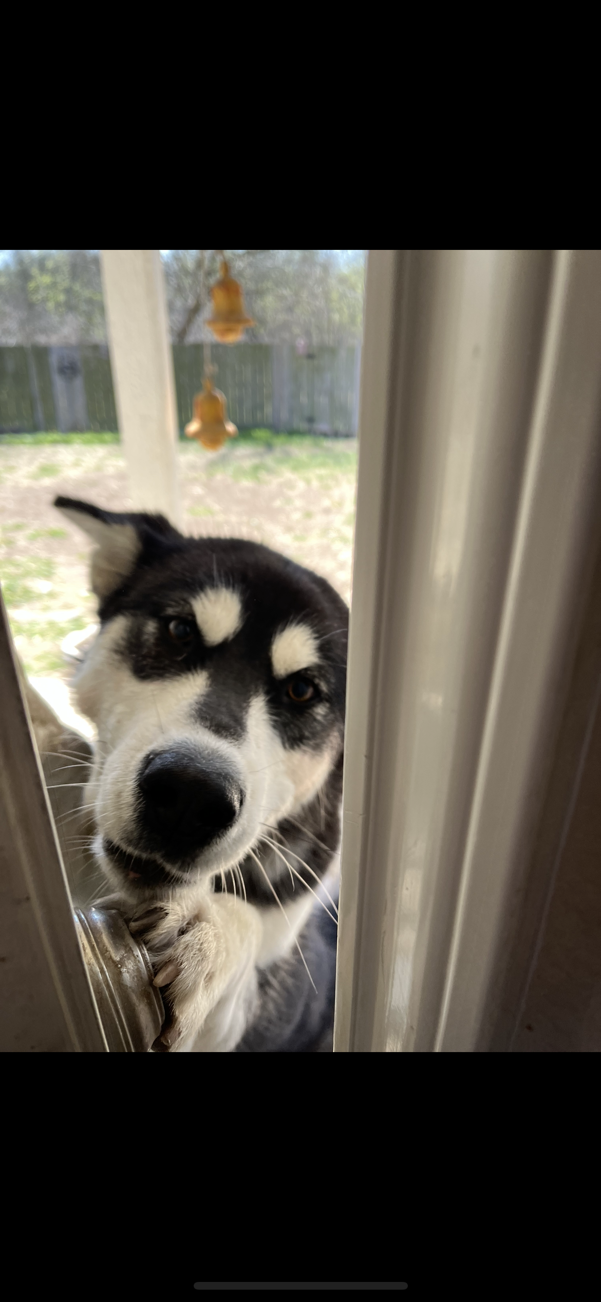 dog-image