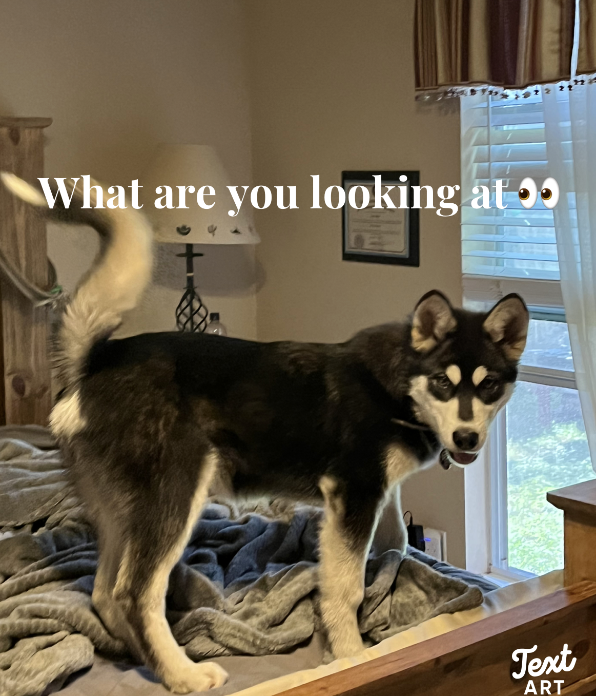 dog-image