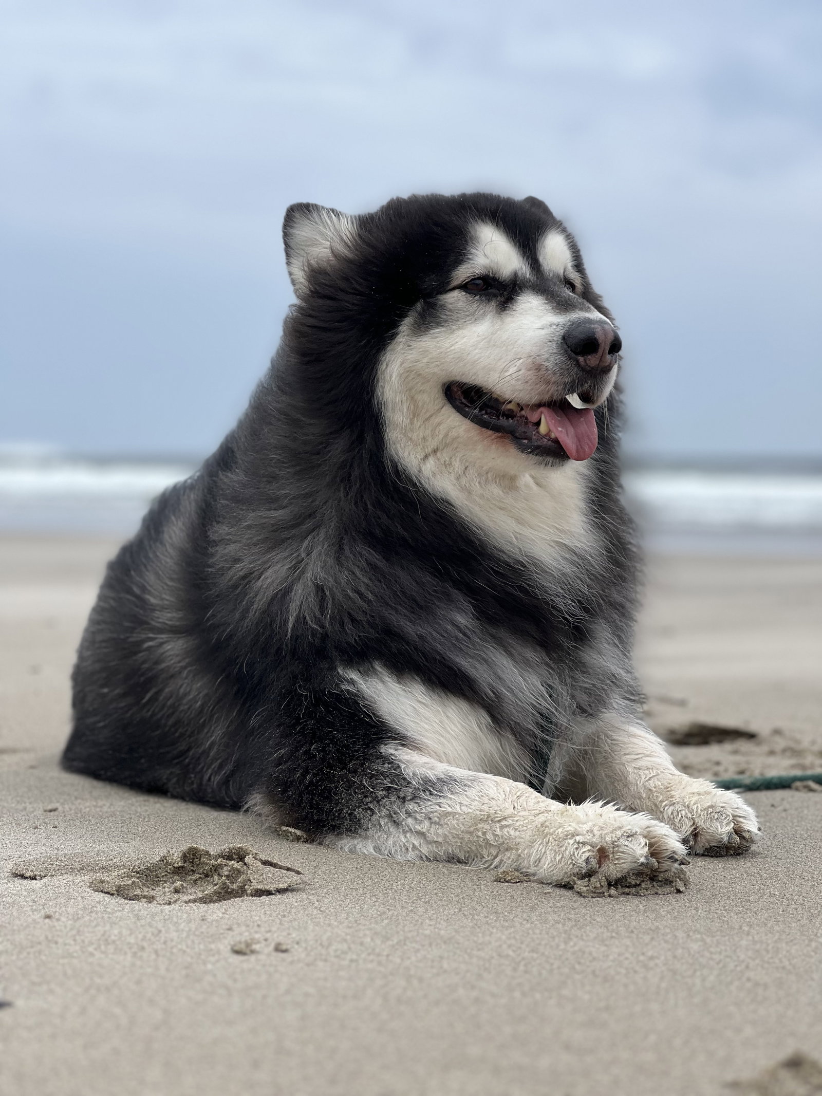dog-image