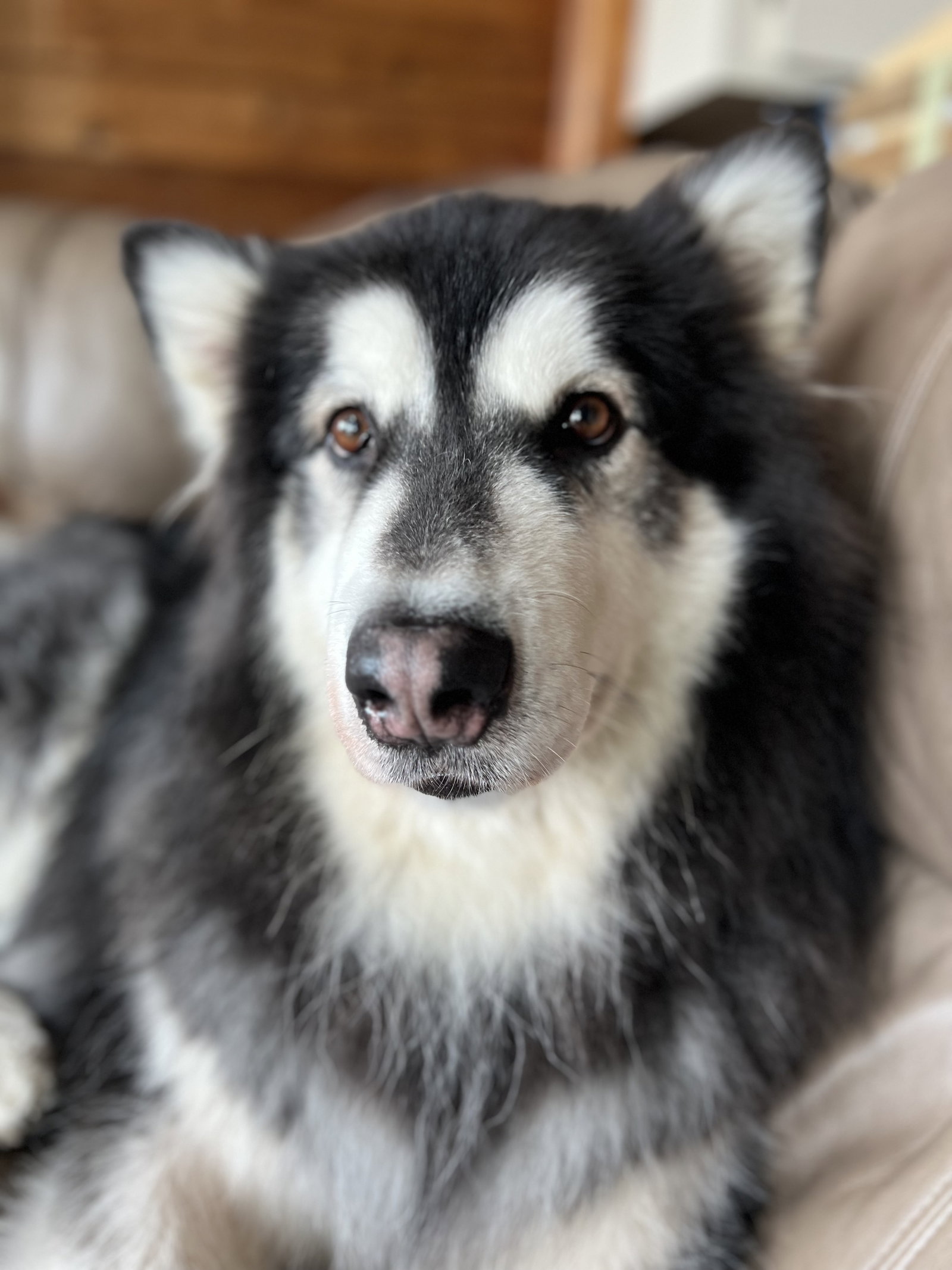 dog-image
