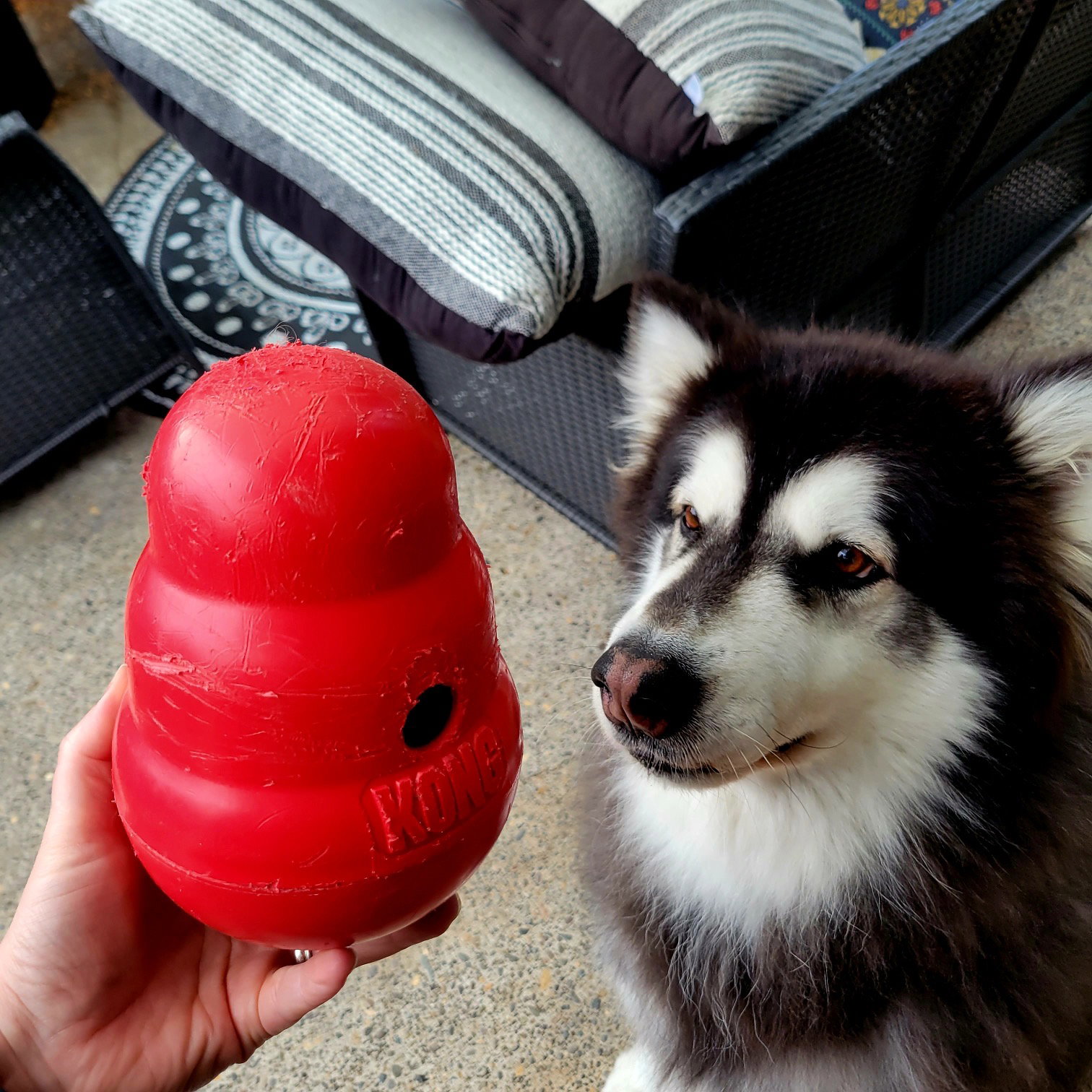 dog-image