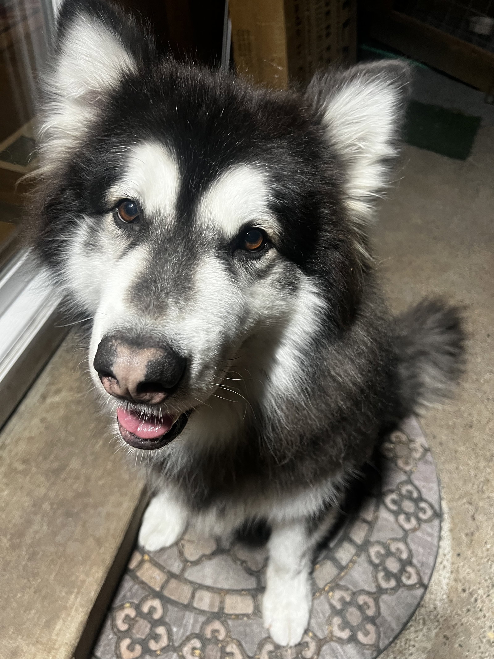 dog-image