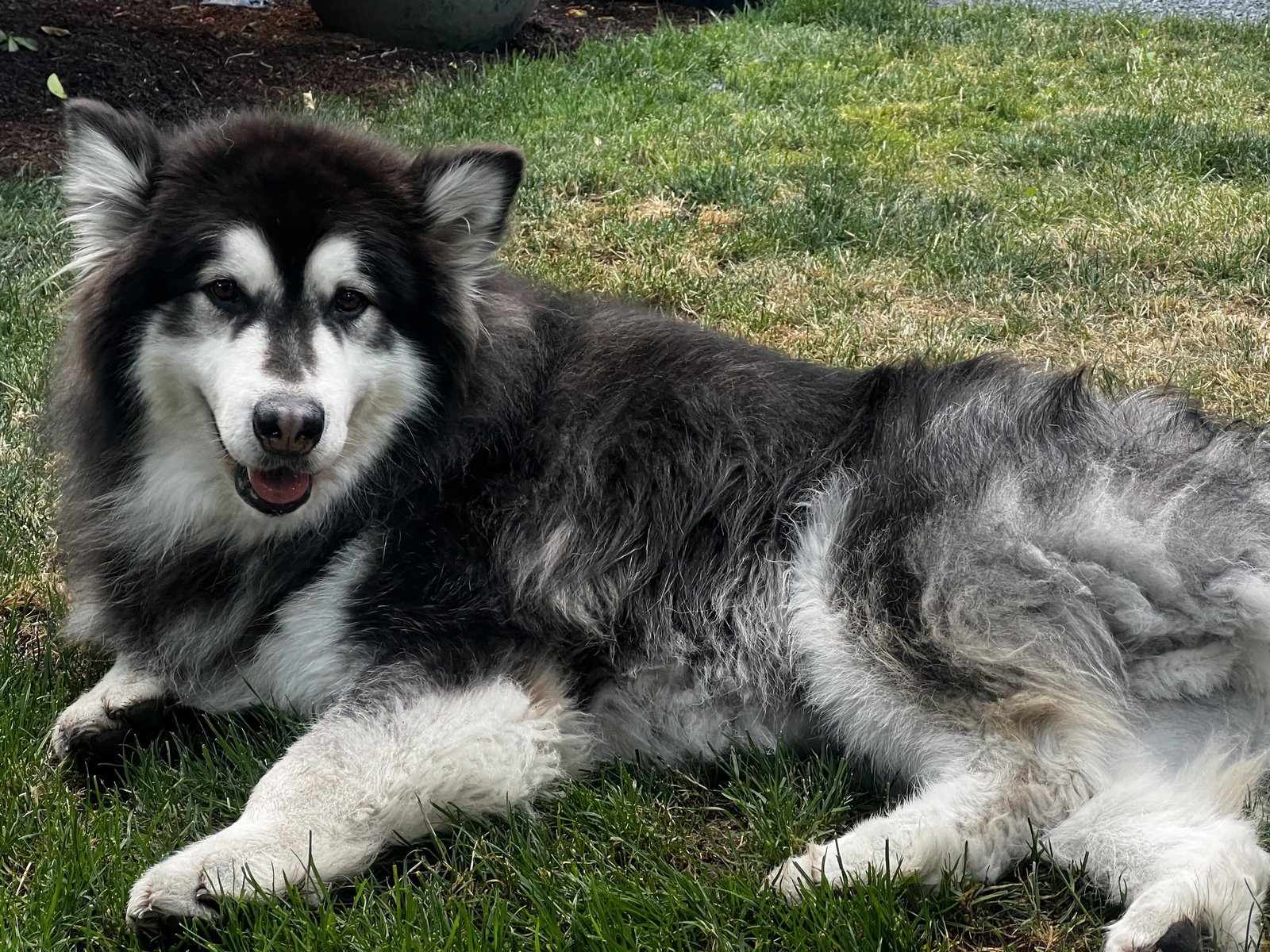 dog-image