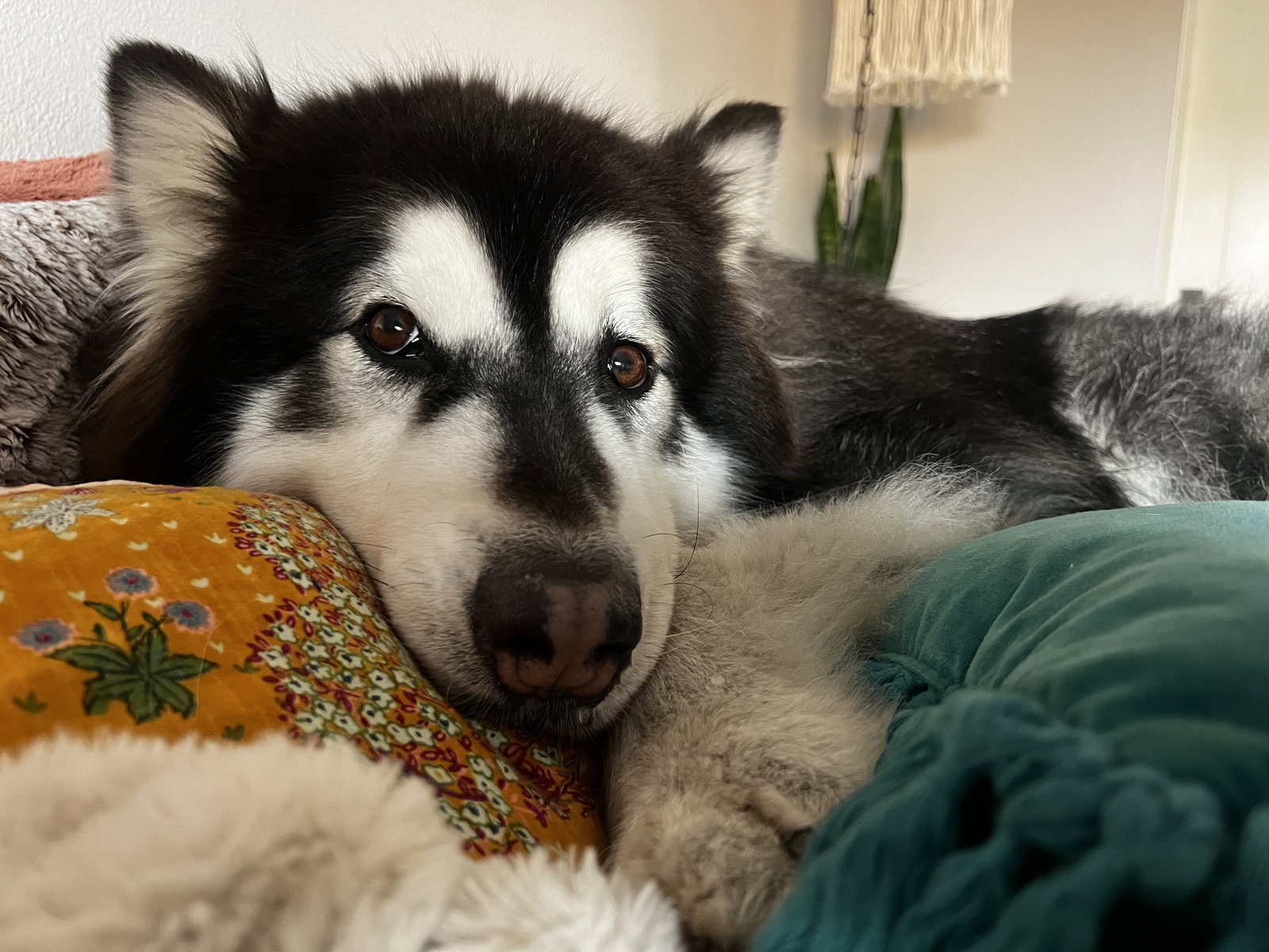 dog-image