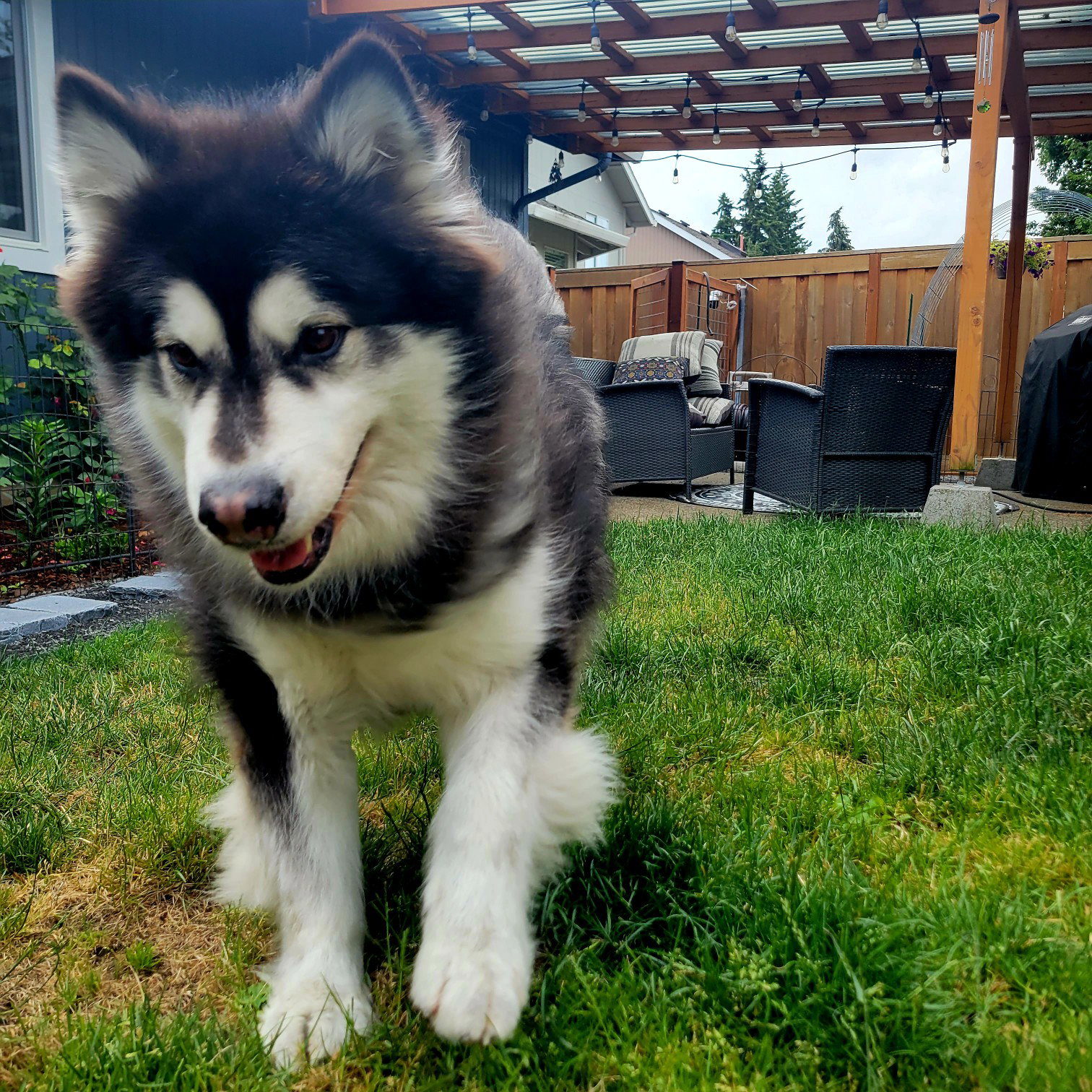 dog-image