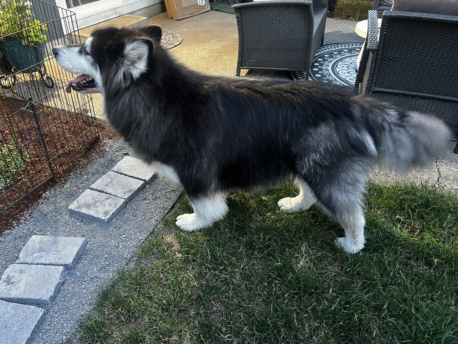 dog-image