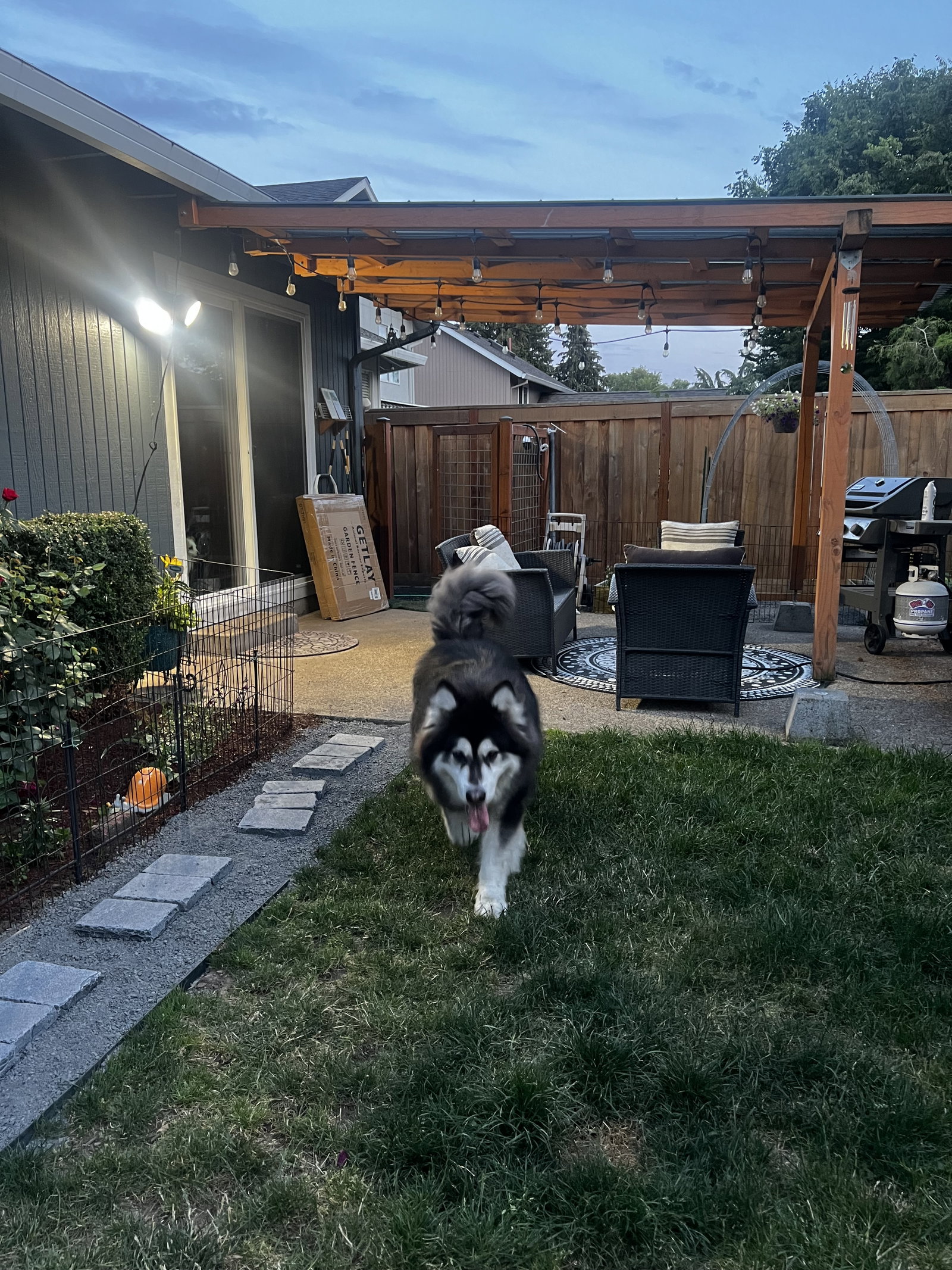 dog-image