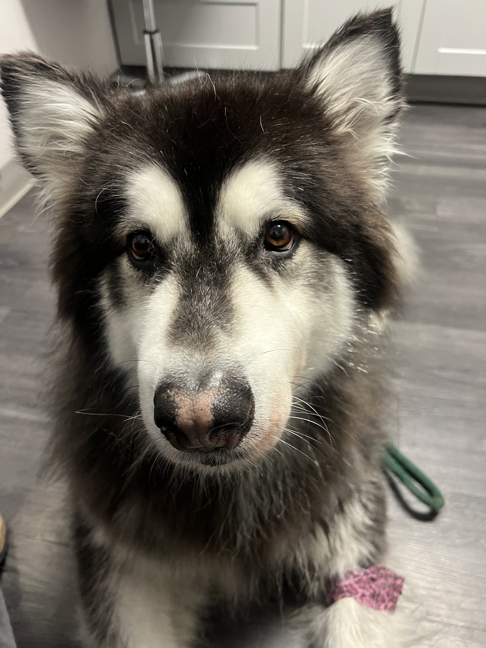 dog-image