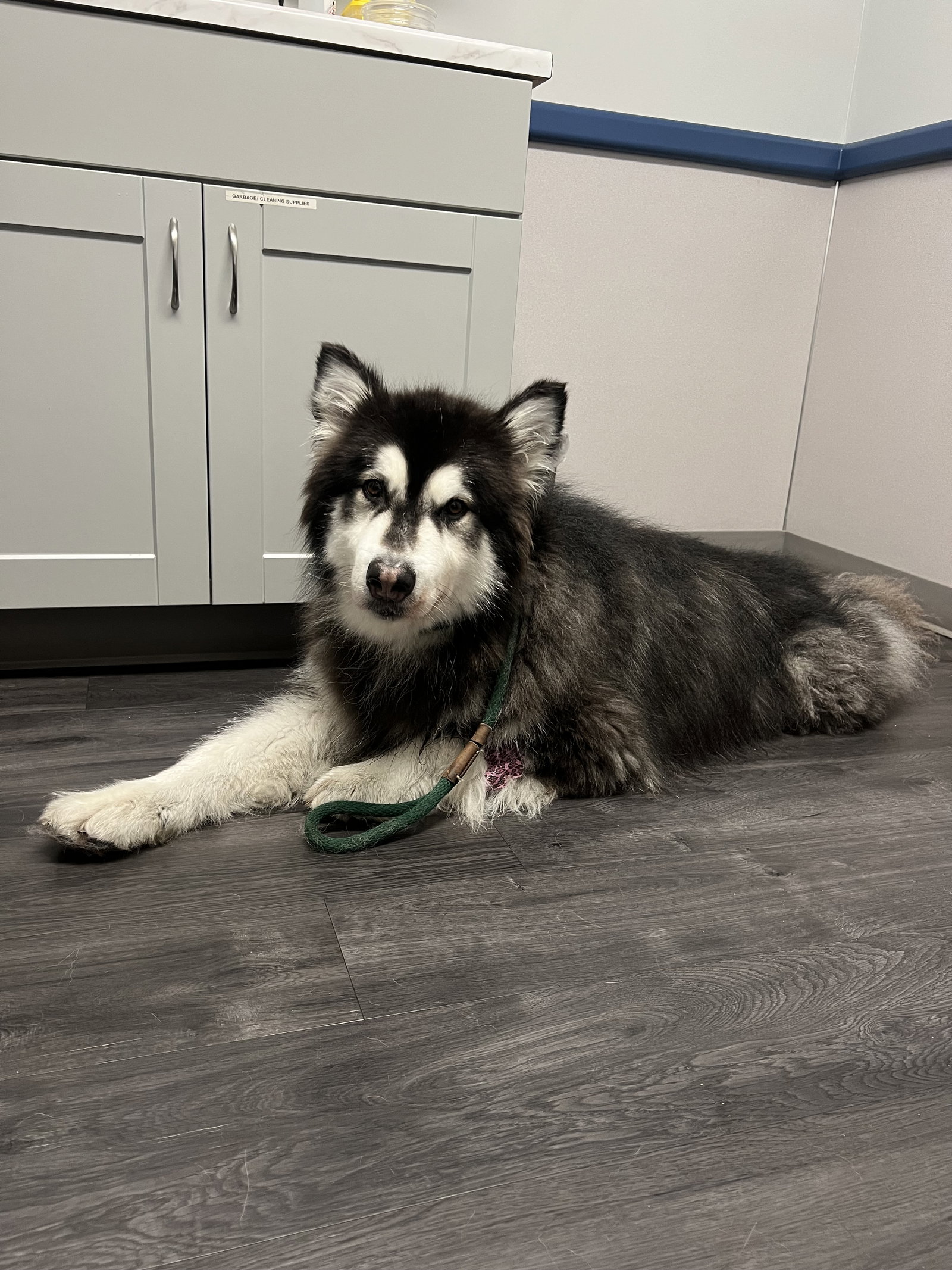 dog-image