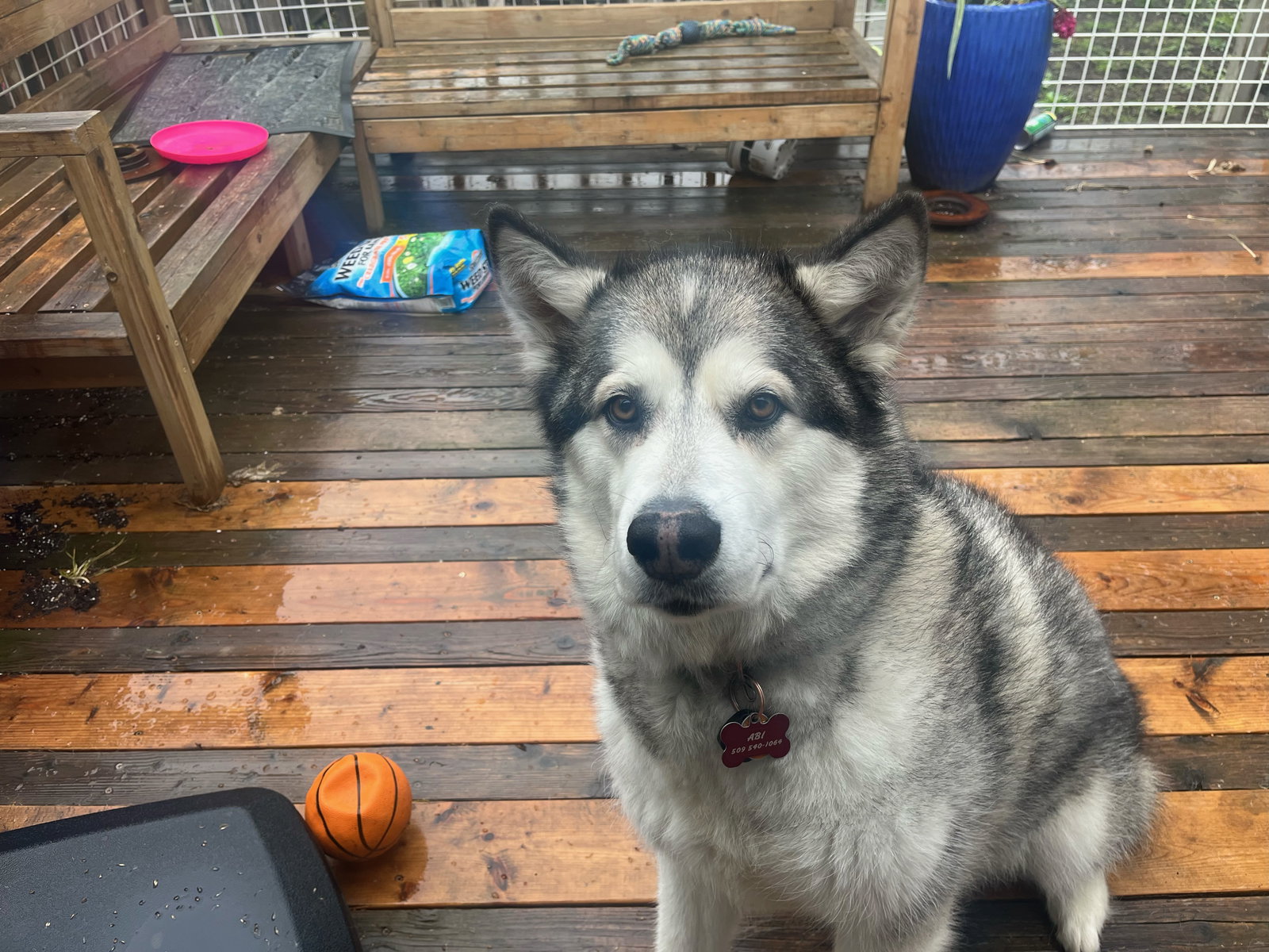 dog-image