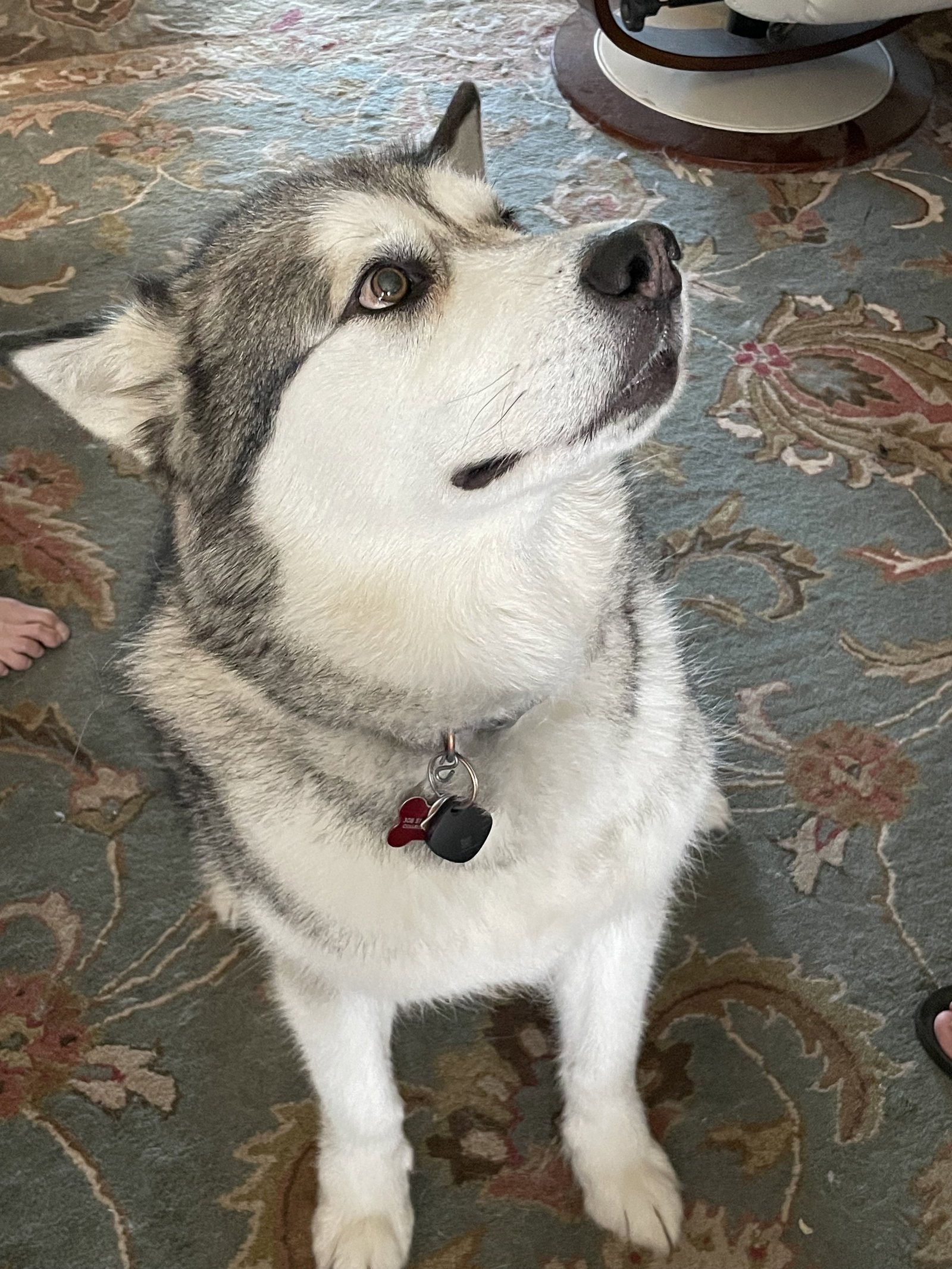 dog-image