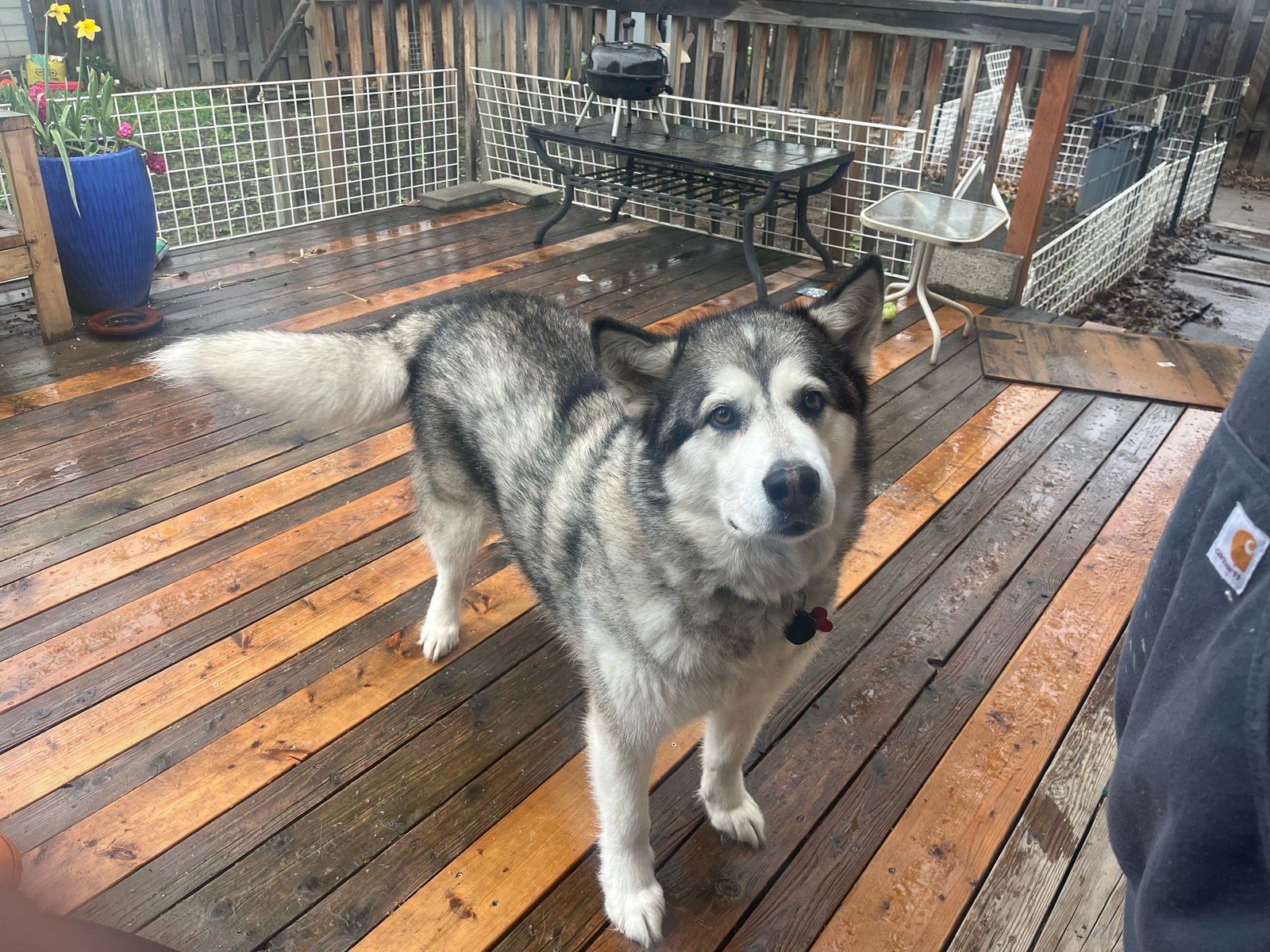 dog-image