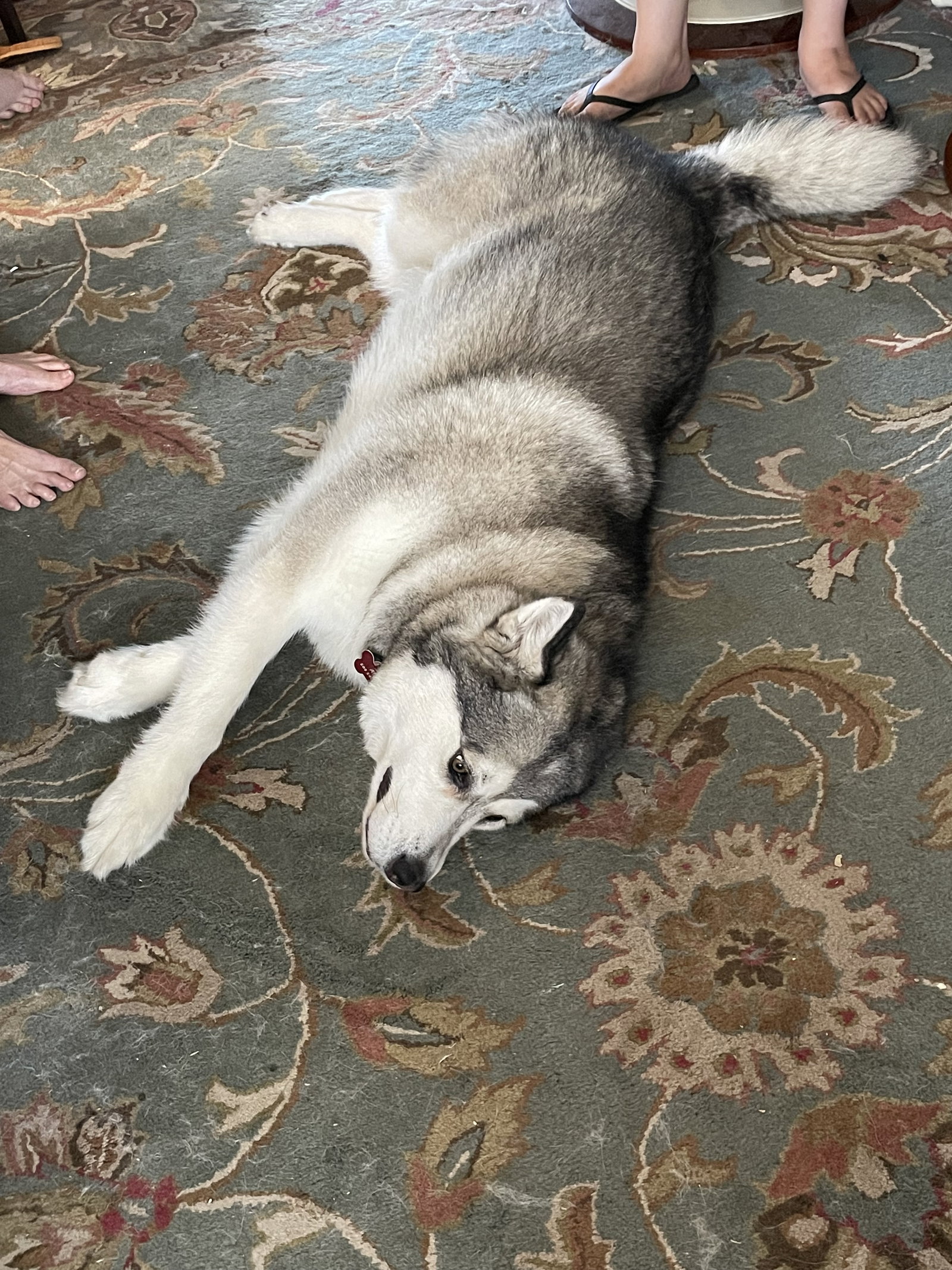 dog-image