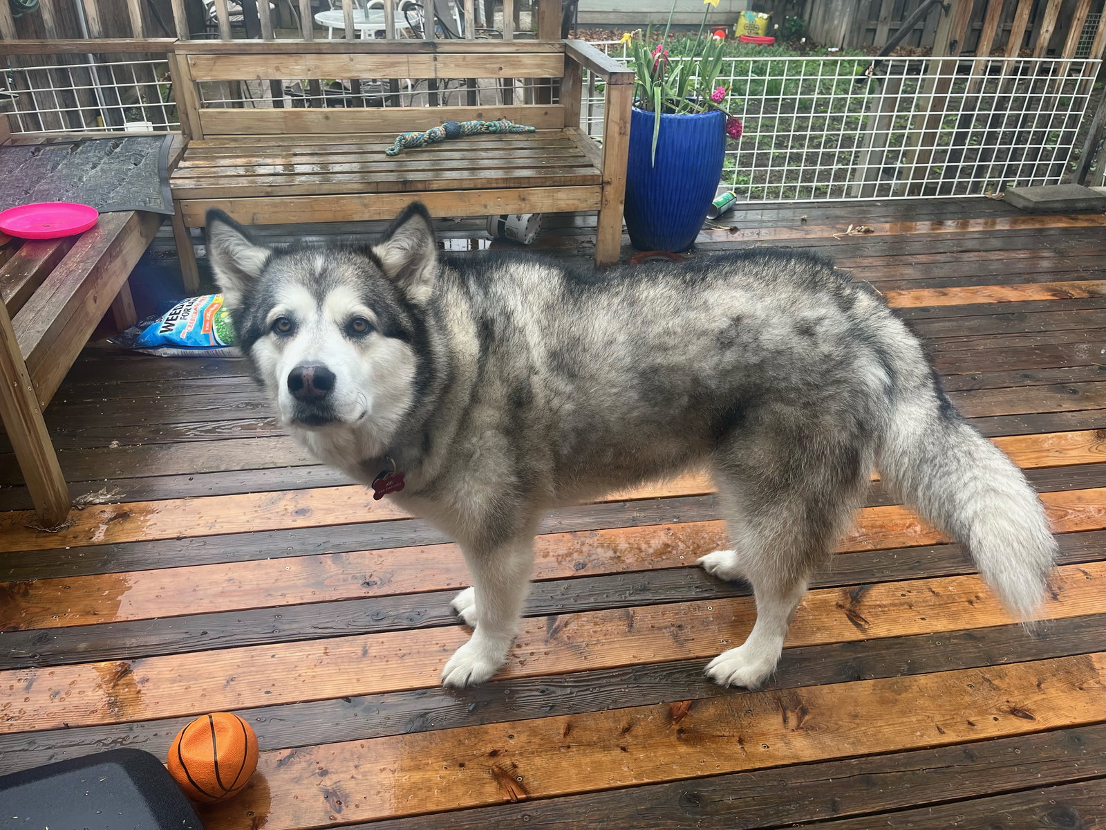 dog-image