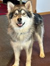 adoptable Dog in Seattle, WA named NANUK