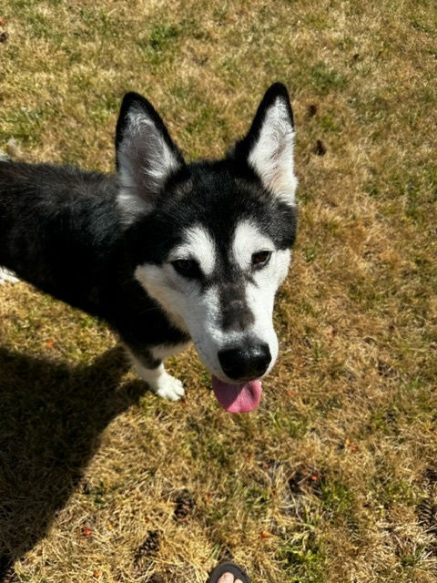 adoptable Dog in Seattle, WA named PIPPIN