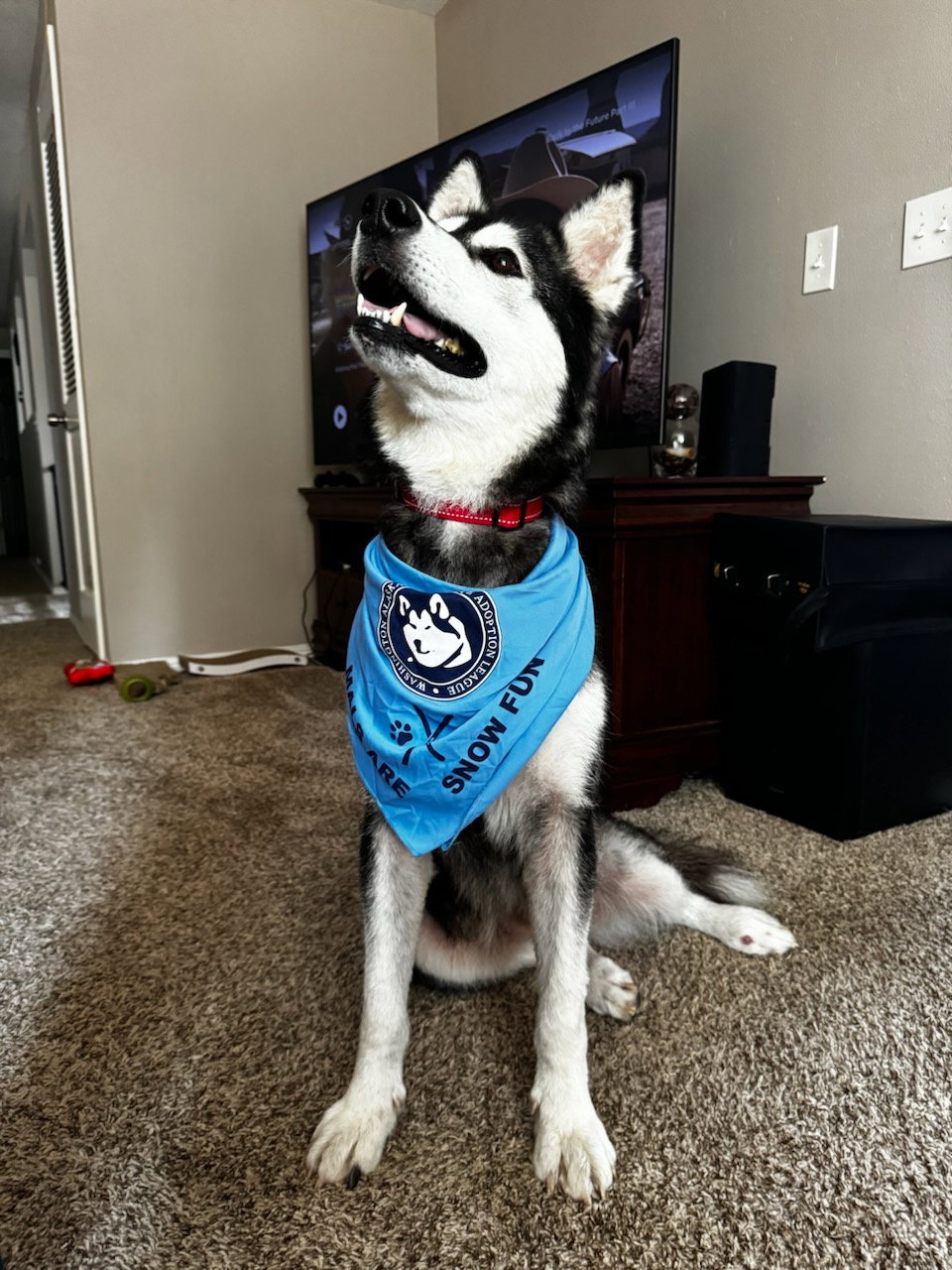 dog-image