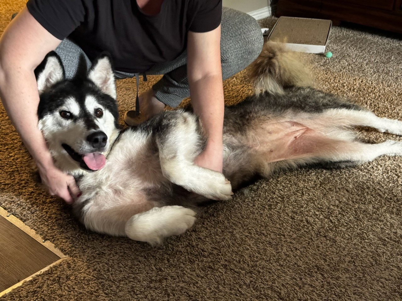 dog-image