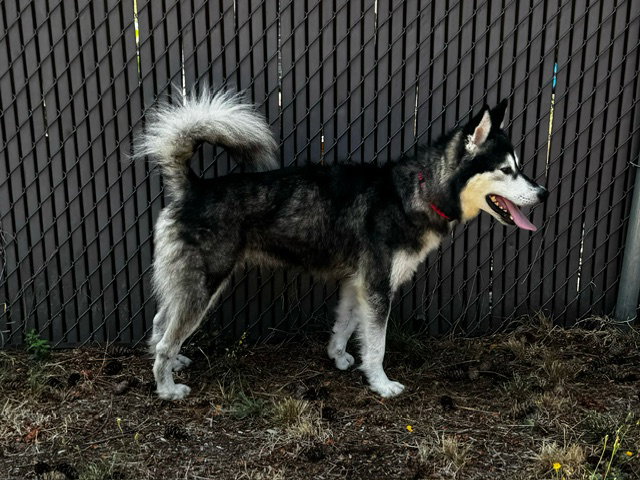 dog-image