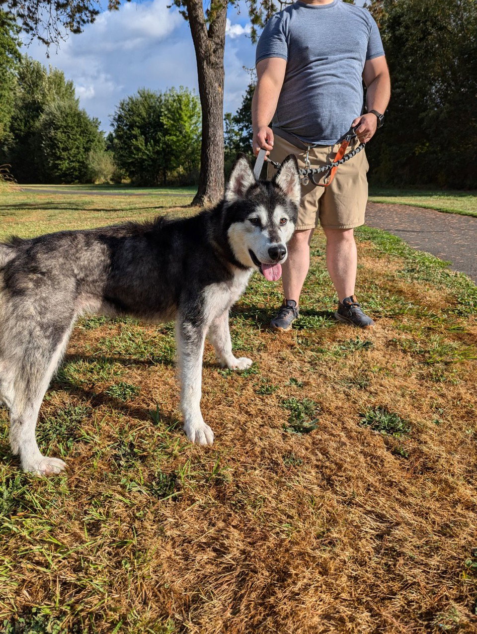 dog-image