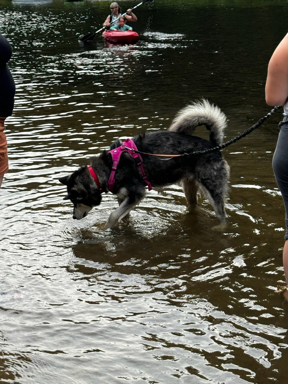 dog-image