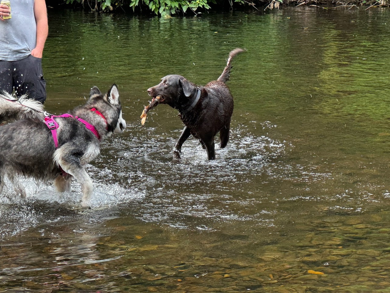 dog-image