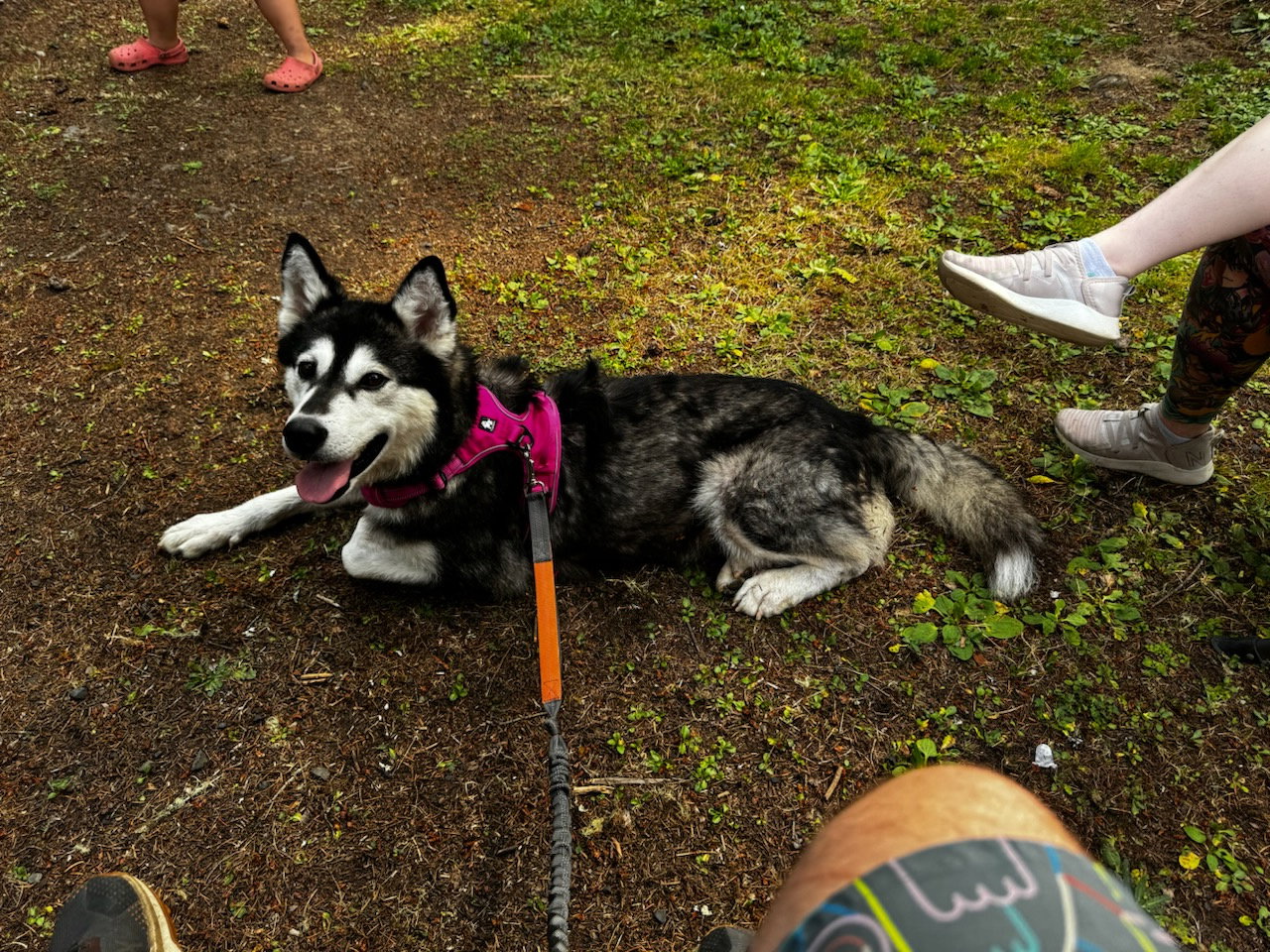 dog-image