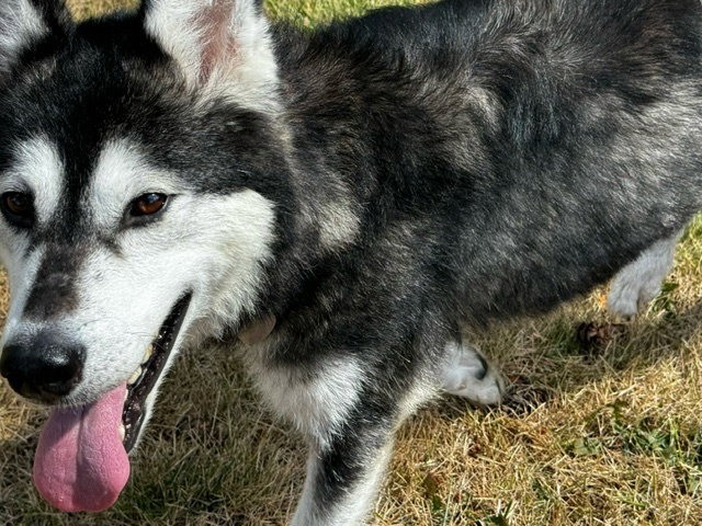 dog-image