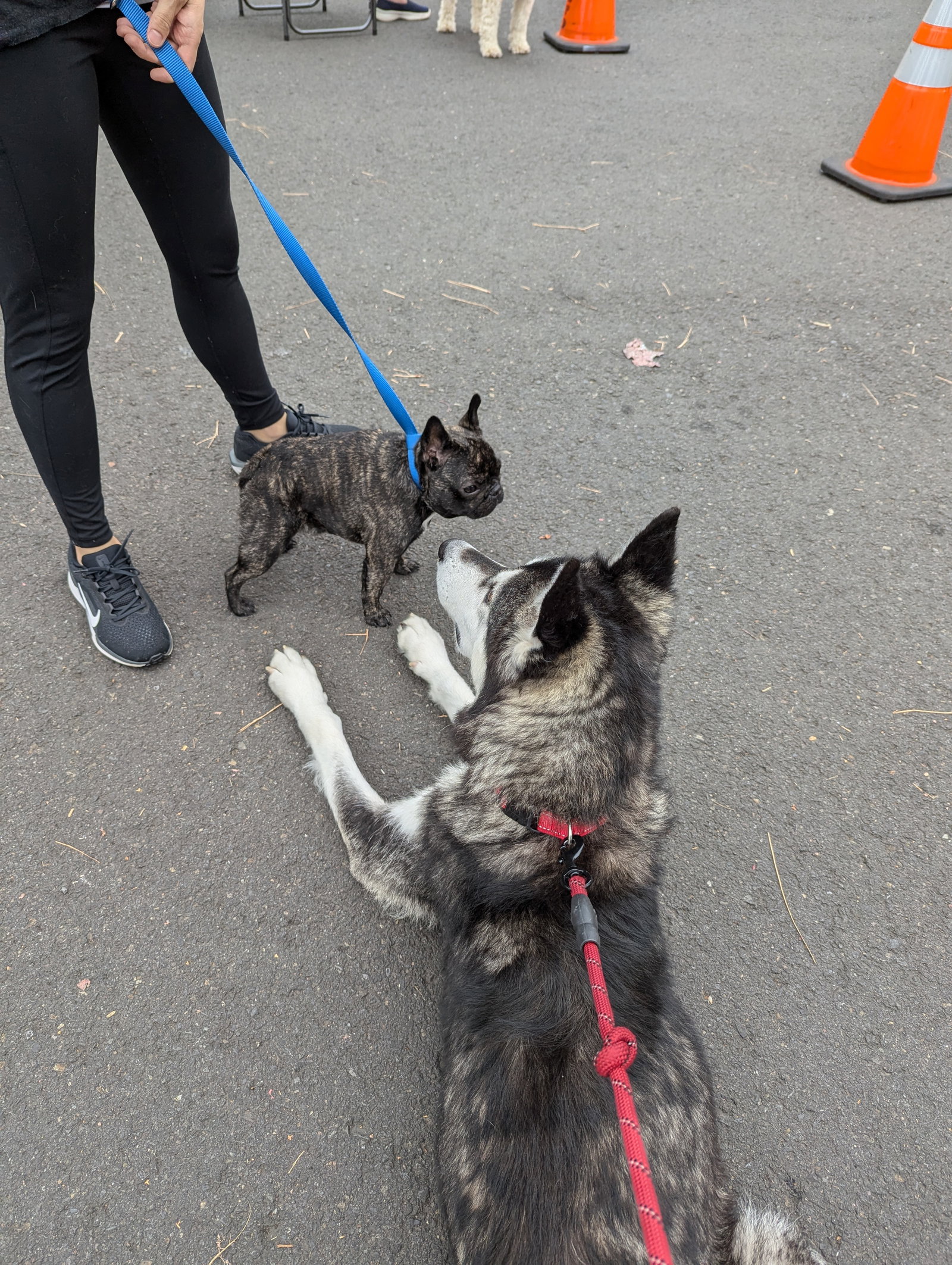 dog-image