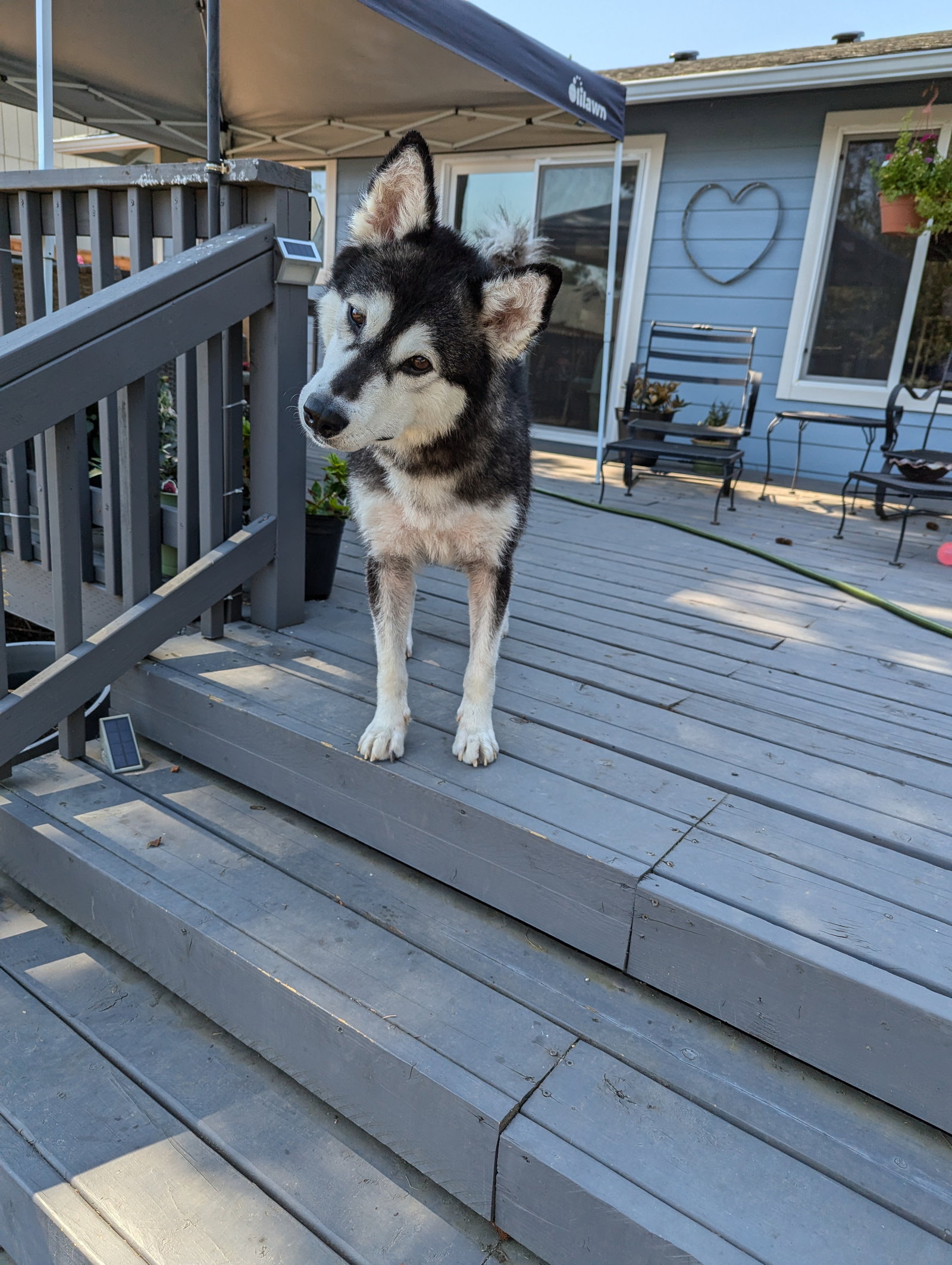 dog-image
