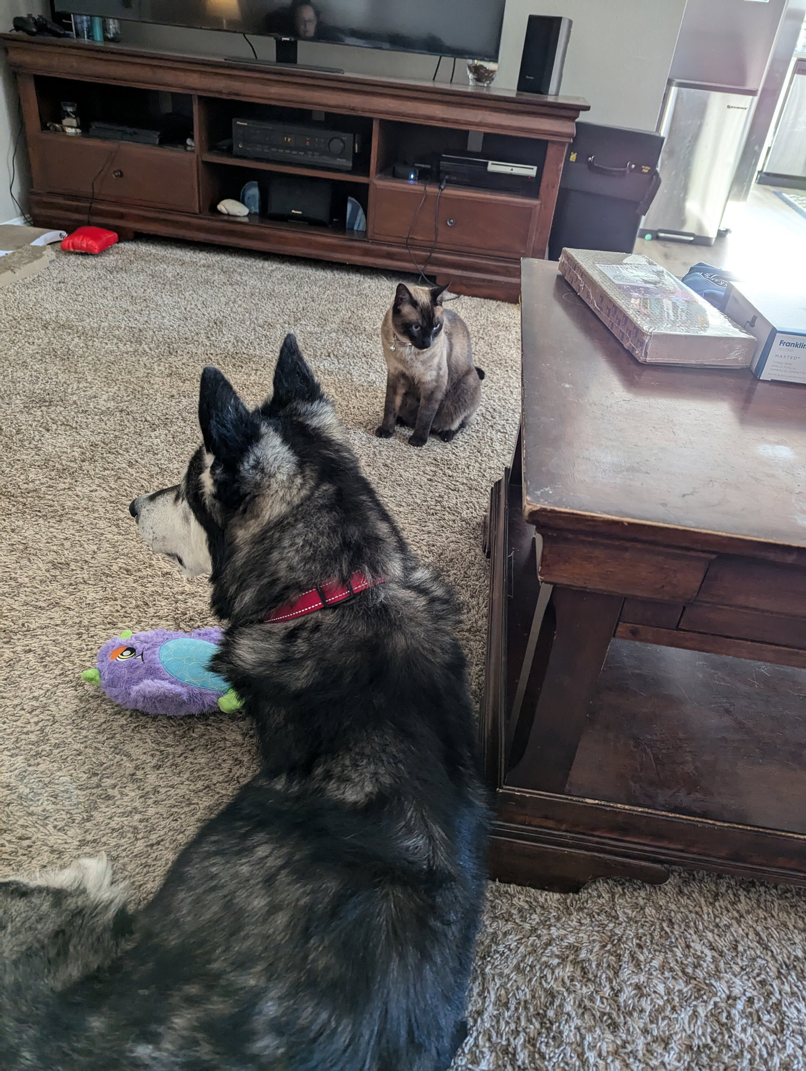 dog-image