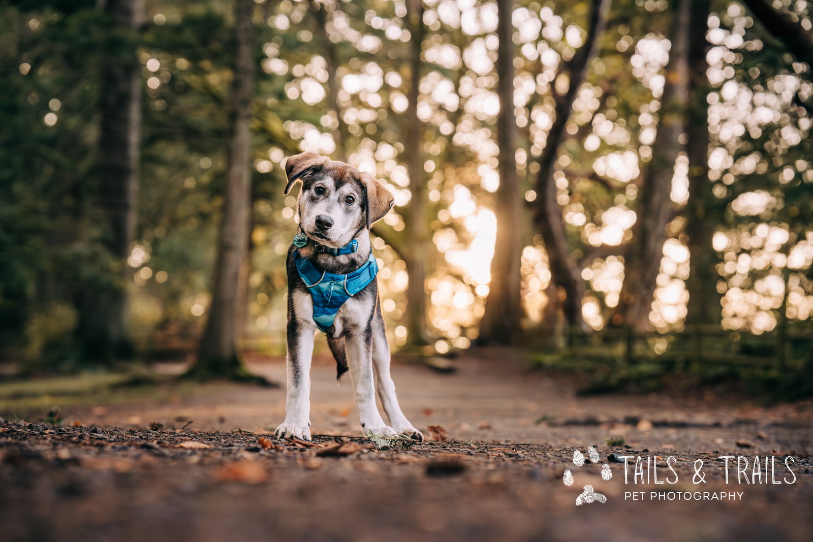 dog-image