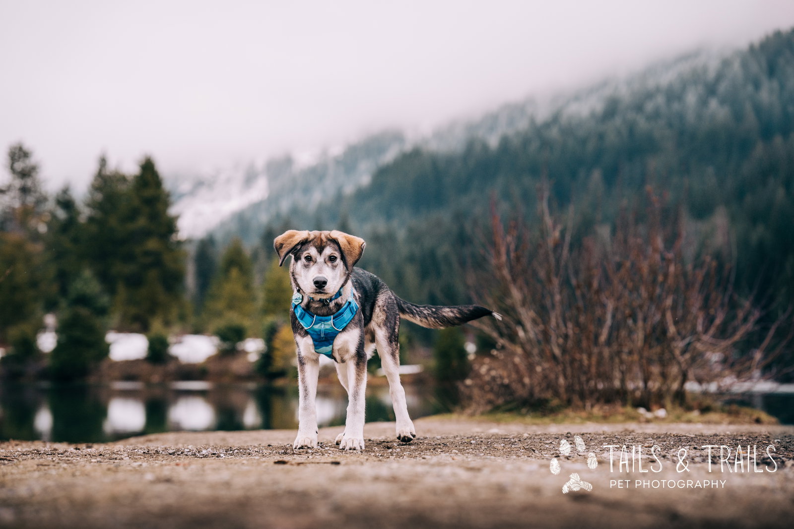 dog-image