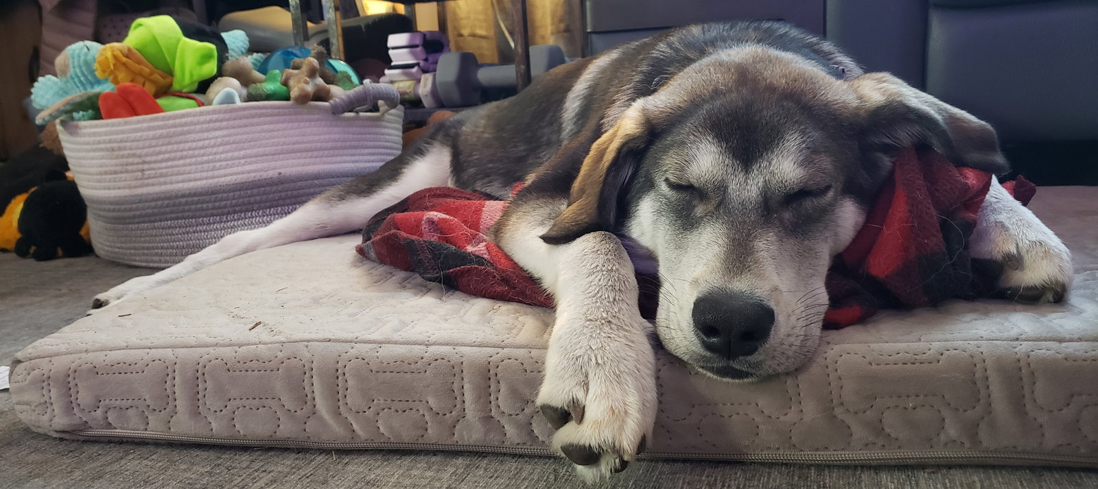 dog-image