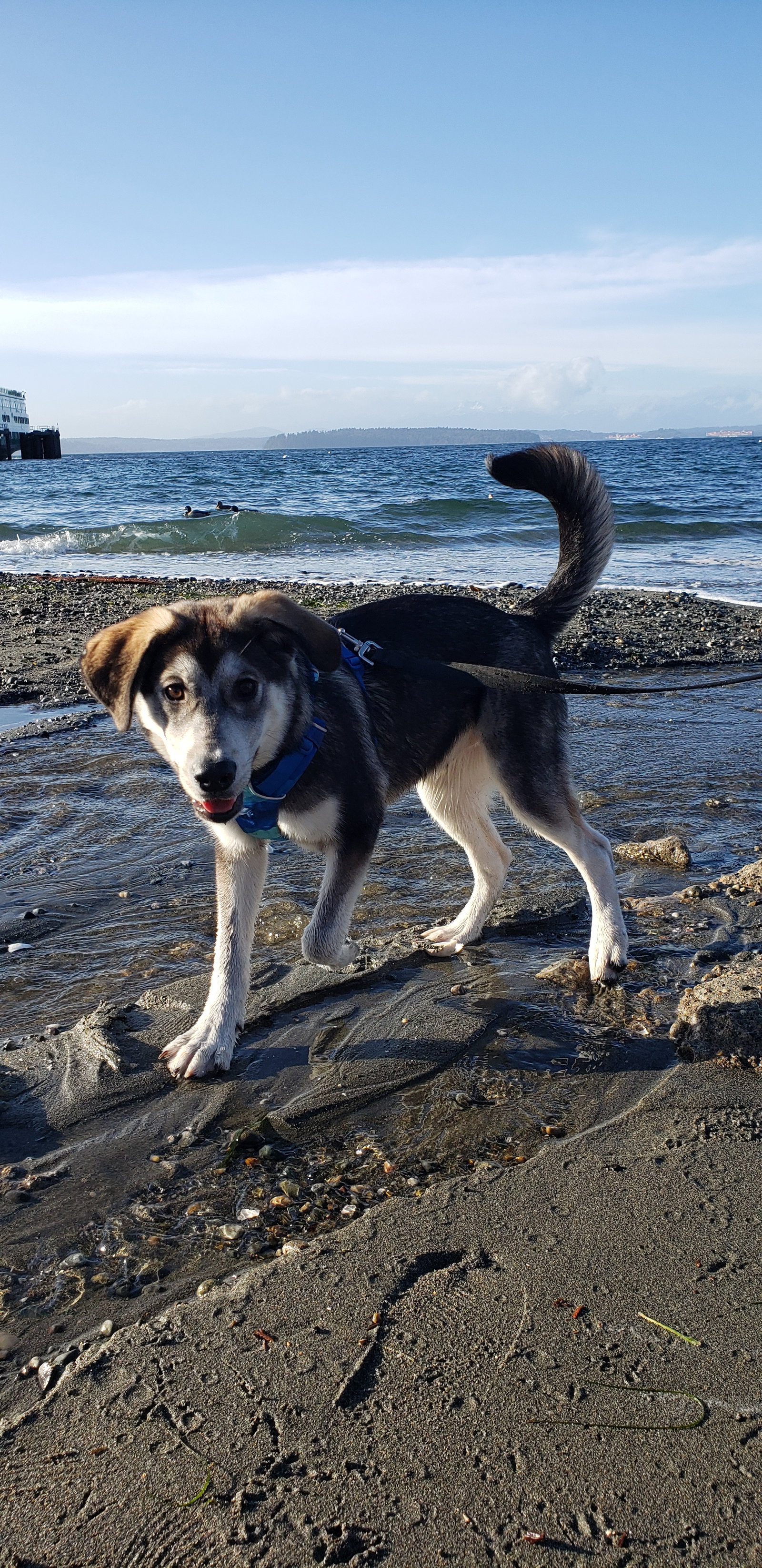 dog-image