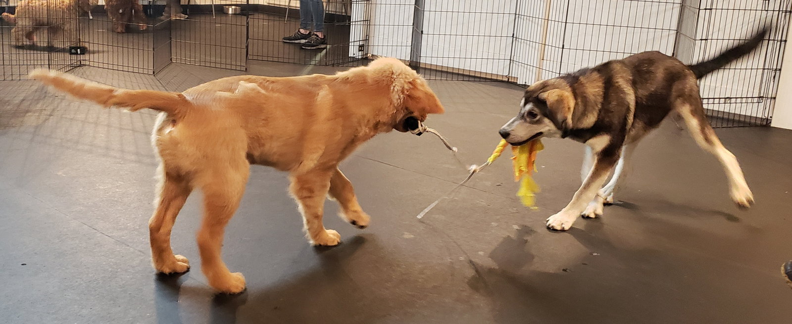 dog-image