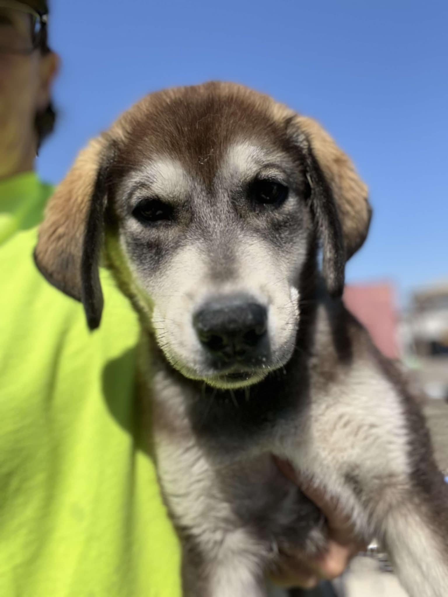 dog-image
