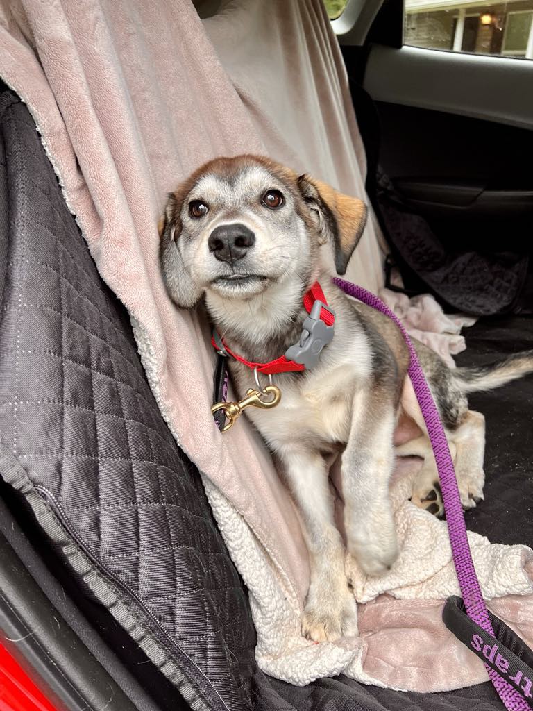 dog-image