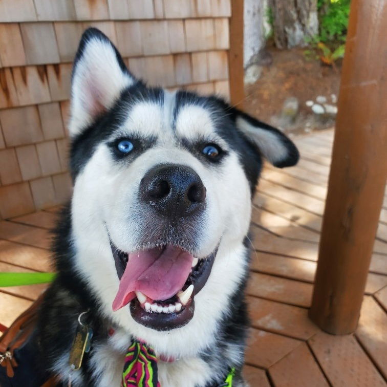 adoptable Dog in Seattle, WA named ROCKY (Courtesy Listing)