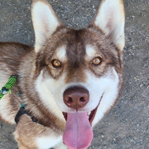 dog-image