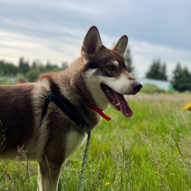 dog-image
