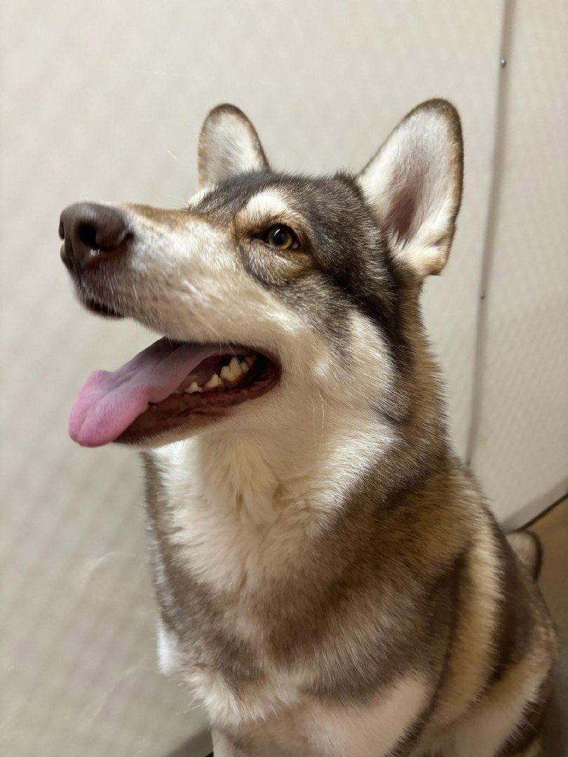 dog-image