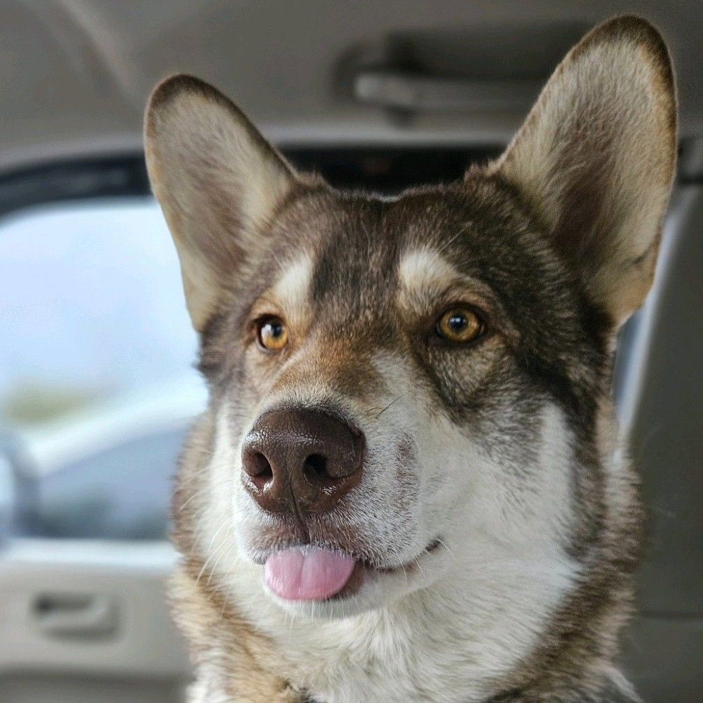 dog-image