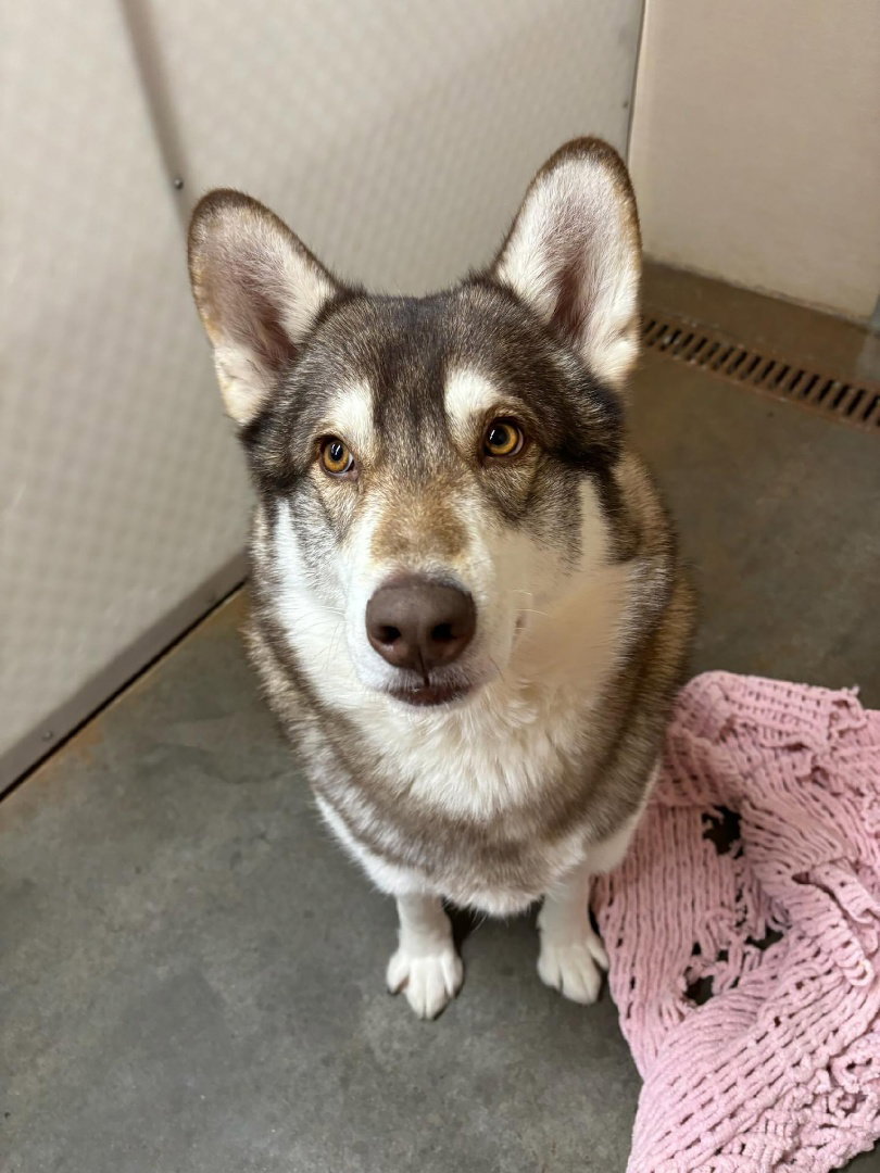 dog-image