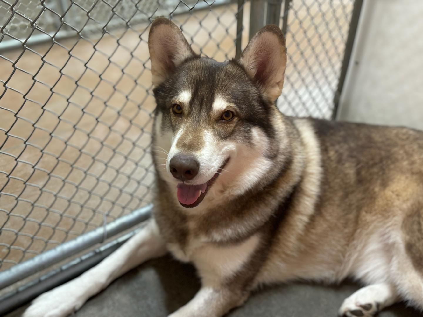 dog-image
